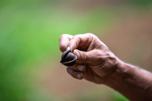 Macadamia Nut & Hydroponic Tour in Wailuku, Maui