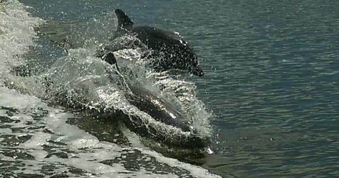 Wild dolphins bow-riding beside boat on open ocean wildlife tour