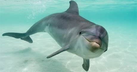 Dolphin Tours | Dolphin in Navarre, Florida