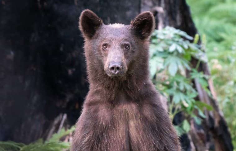 Sequoia Splendor: Small-Group Tour from Wuksachi Lodge to General Sherman & Moro Rock