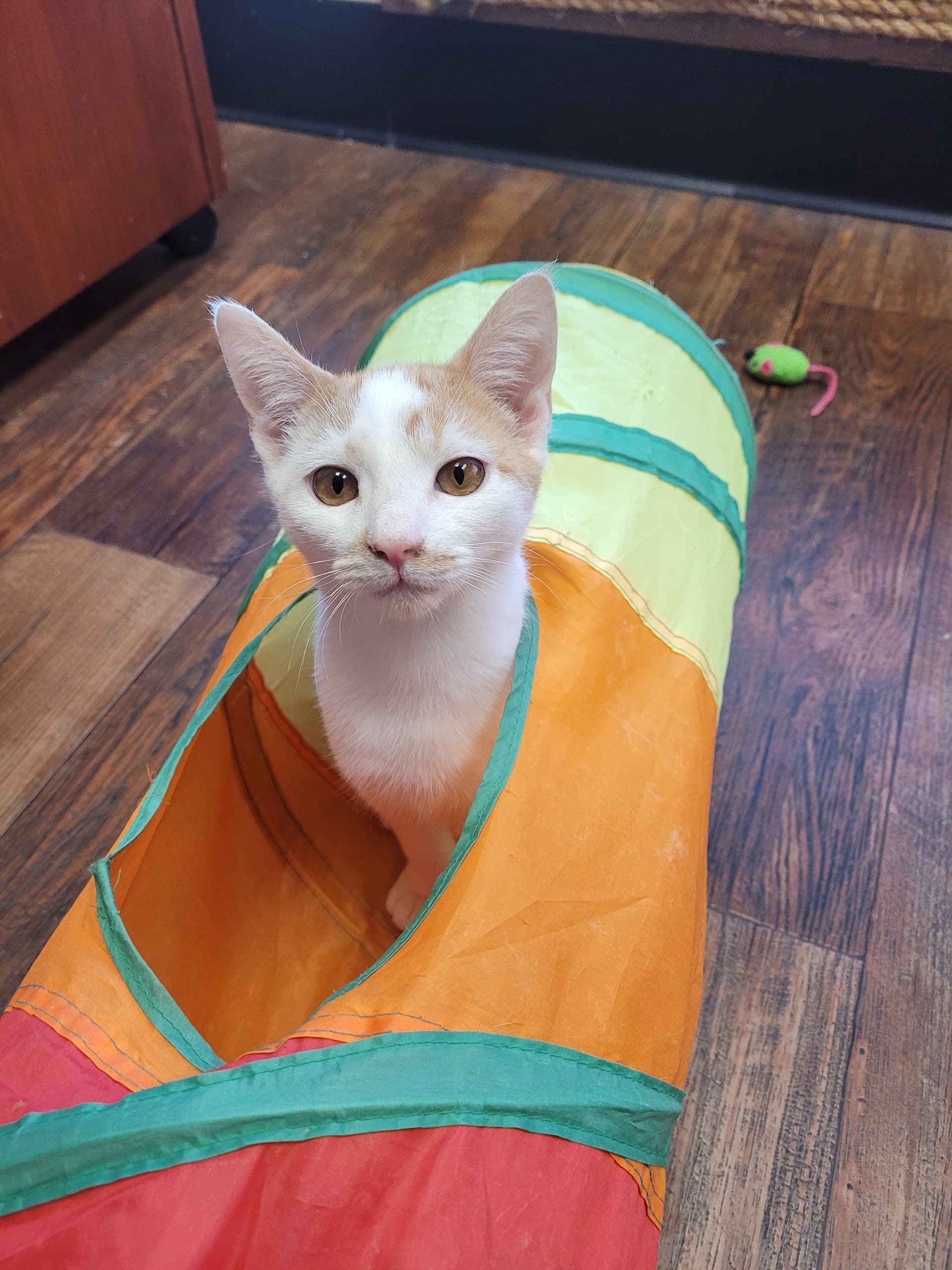 Cream-and-white cat peeking from play tunnel in cat cafe