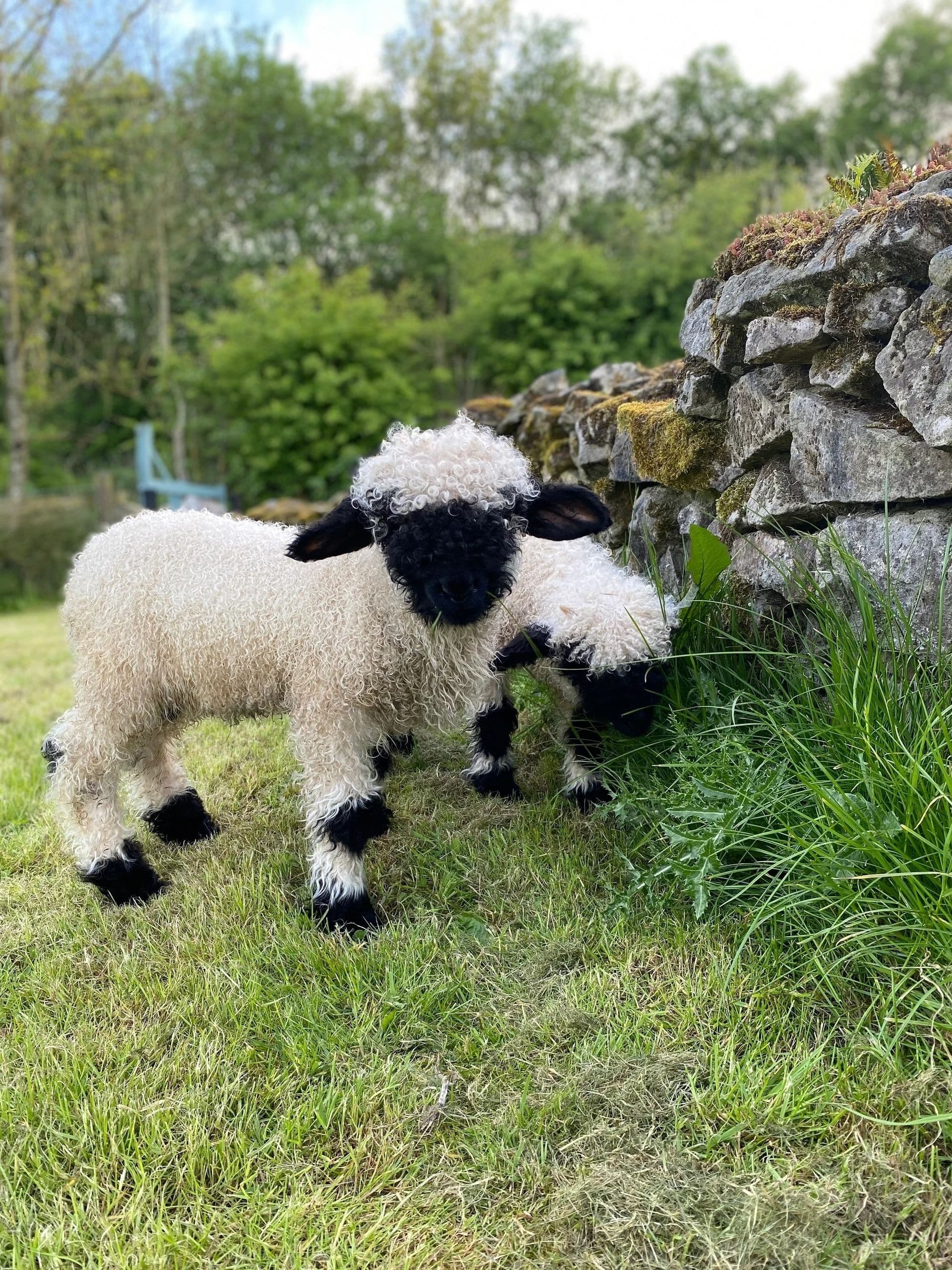 Hands-On Farm Day in Graianrhyd: Farmer for the Day for Kids