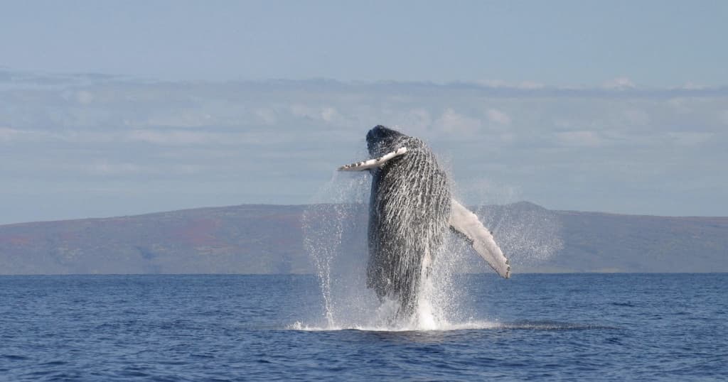 Humpback whale breaching offshore Kona, Hawaii, boat tour
