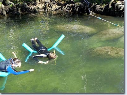 Swim with Manatees in Crystal River, Florida