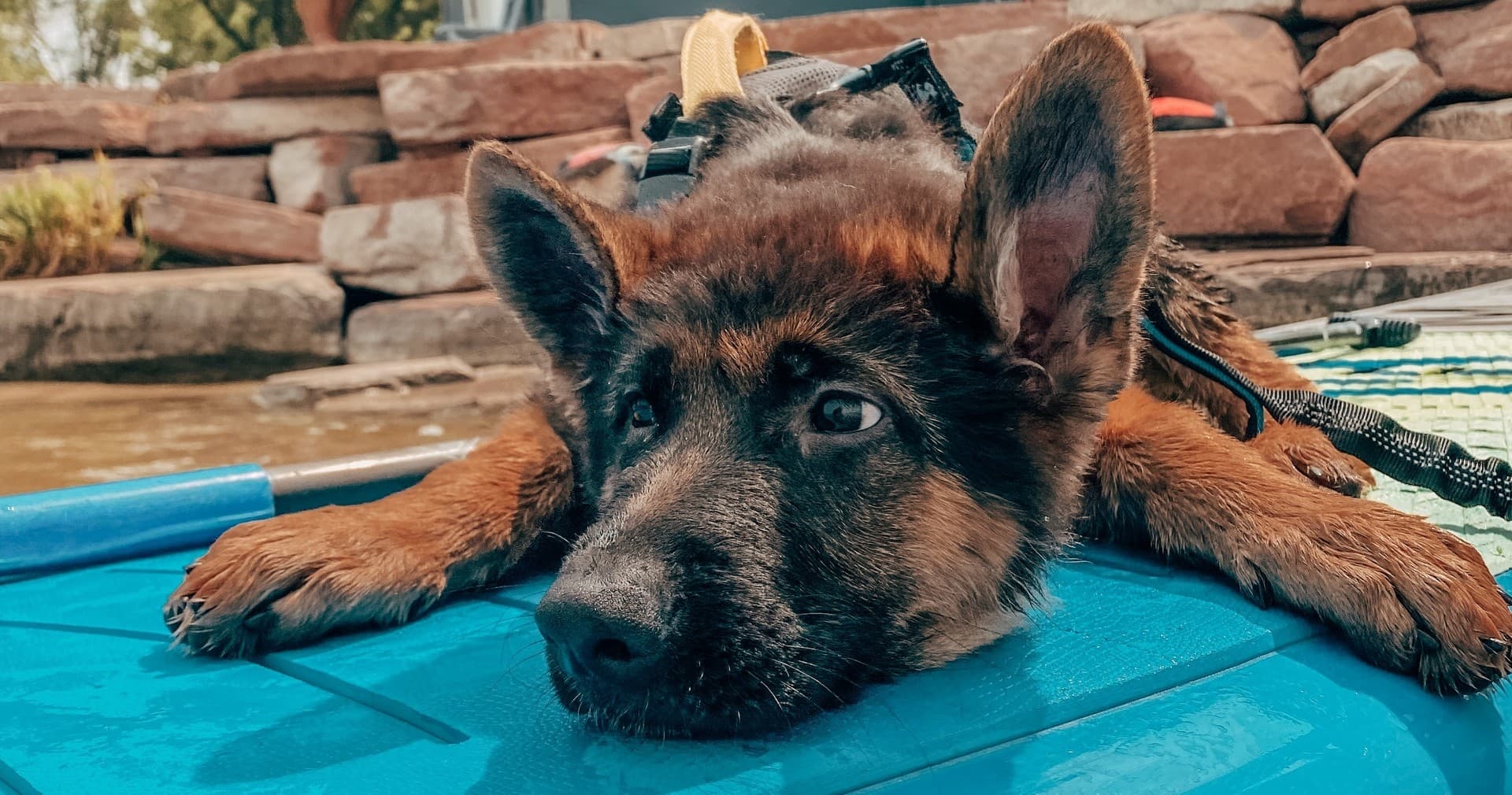 Dog Paddle Adventure in Lakewood, Colorado