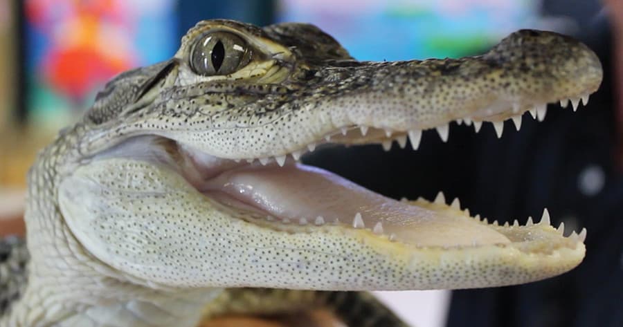 Explore Wildlife with General Admission Day Pass in St. Petersburg