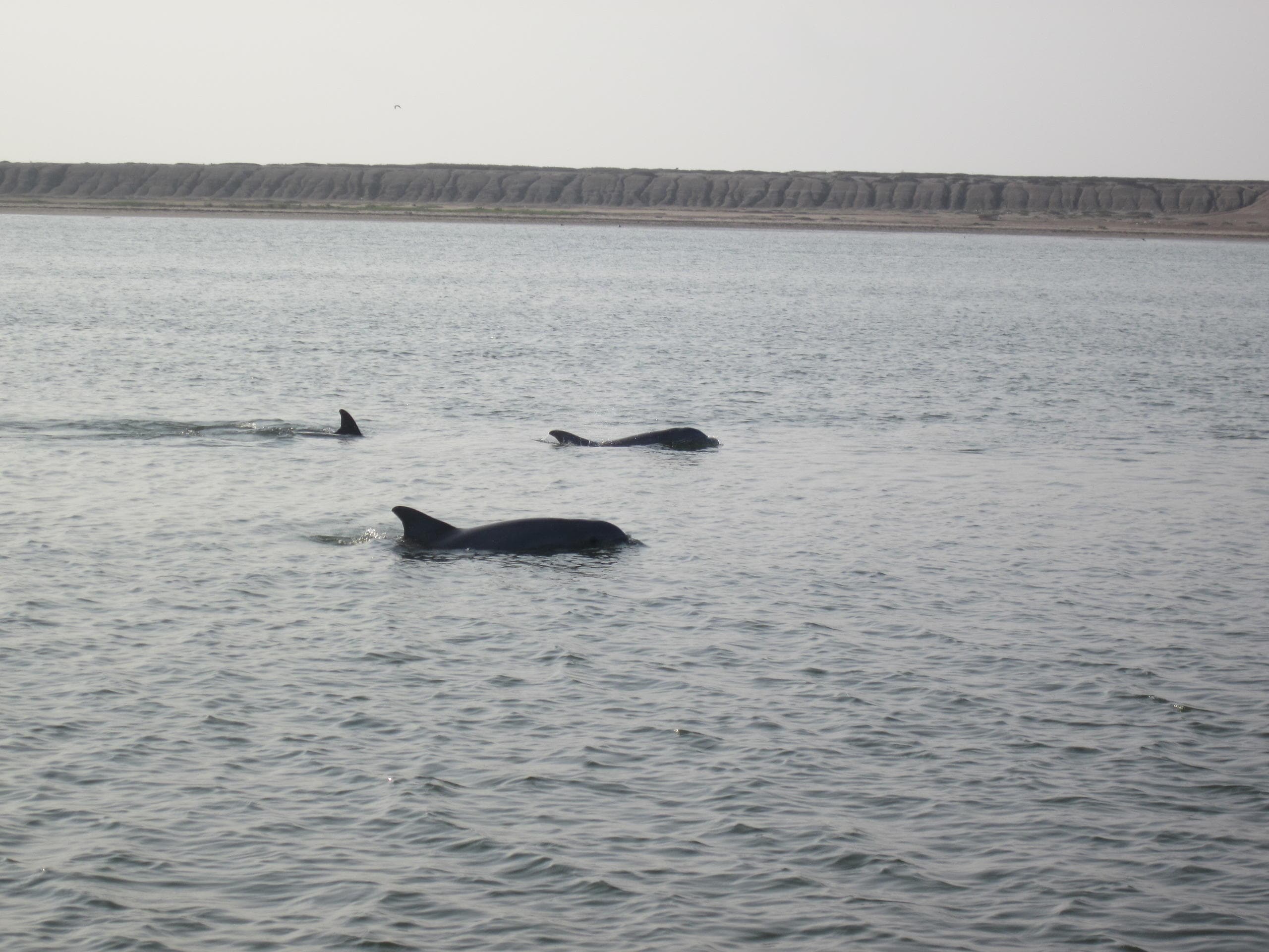 Rocket Launch Charter & Dolphin Cruise in South Padre Island