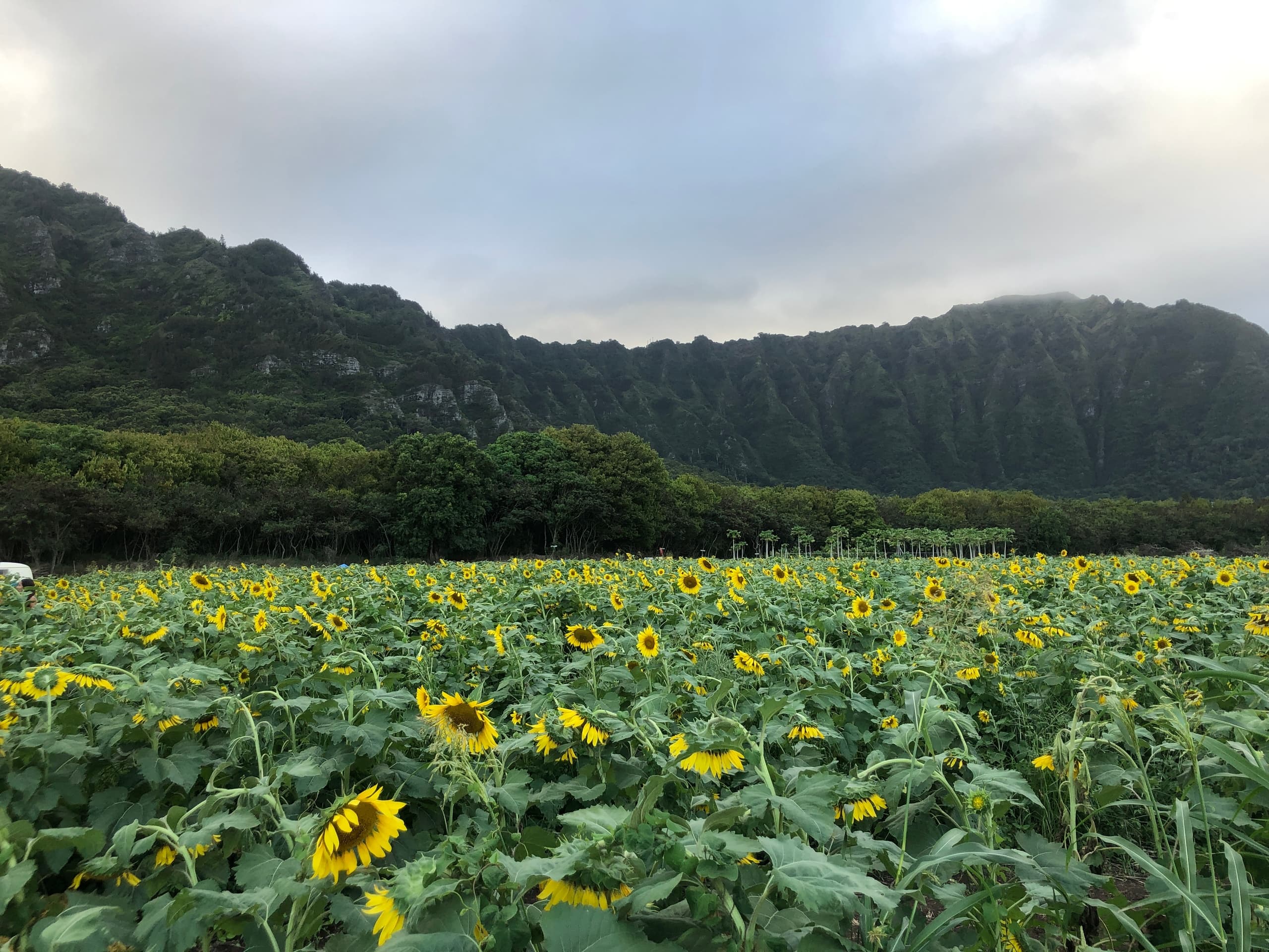 Sunflower field stretching to mountain ridgeline beneath cloudy sky