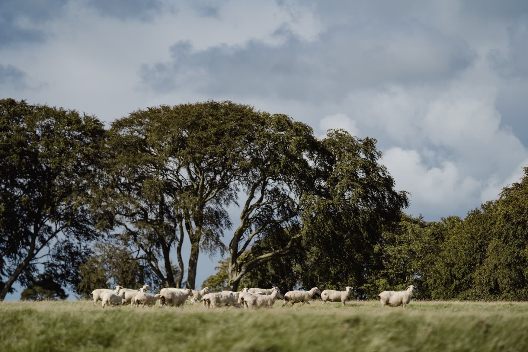 Errington Cheese Working Farm Tour — Hands-On Dairy Experience Near Carnwath photo 2