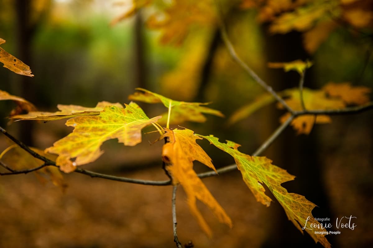 Leersums Veld Nature Photography Workshop with Leonie Voets photo 3
