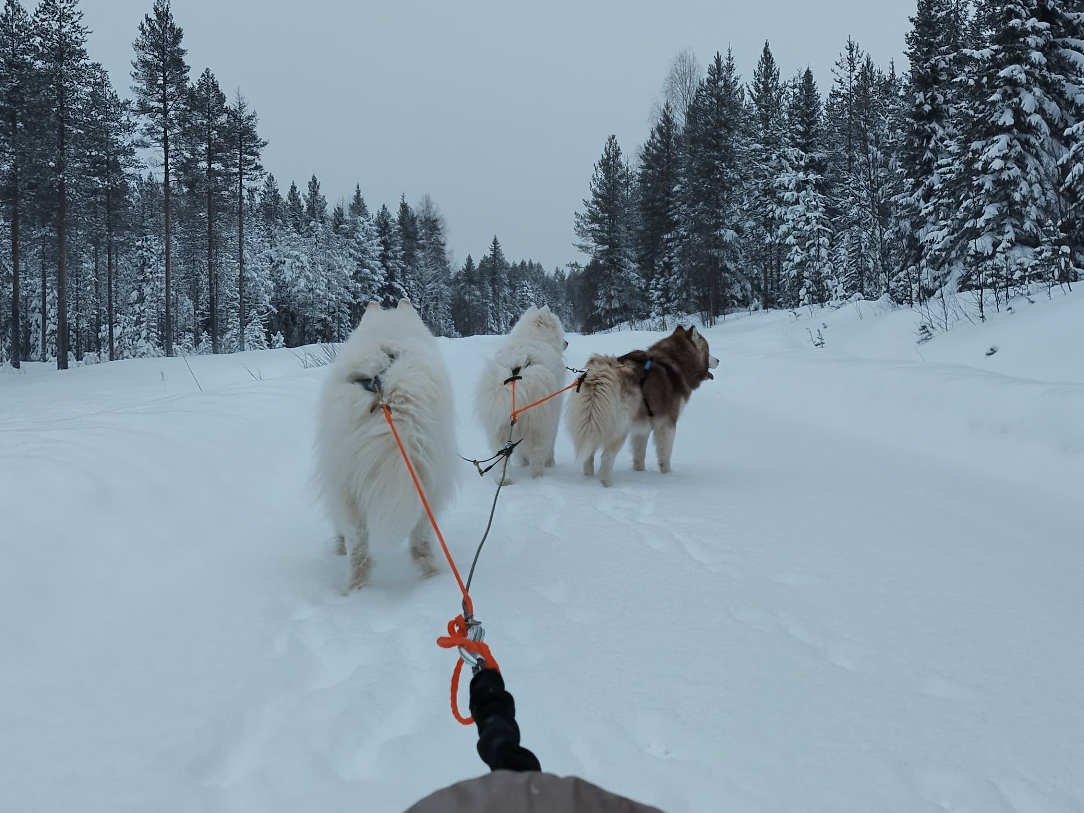 Dog sled team pulling through snowy forest trail in wilderness