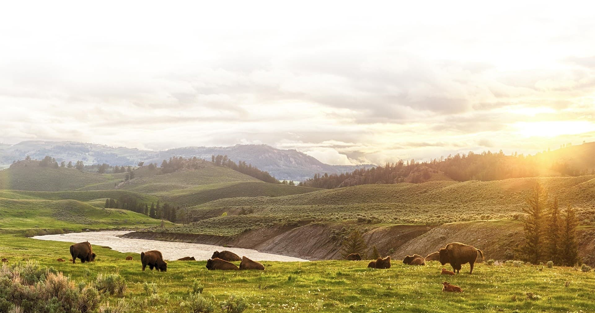 Sunlit rolling hills with grazing cattle, panoramic countryside vista