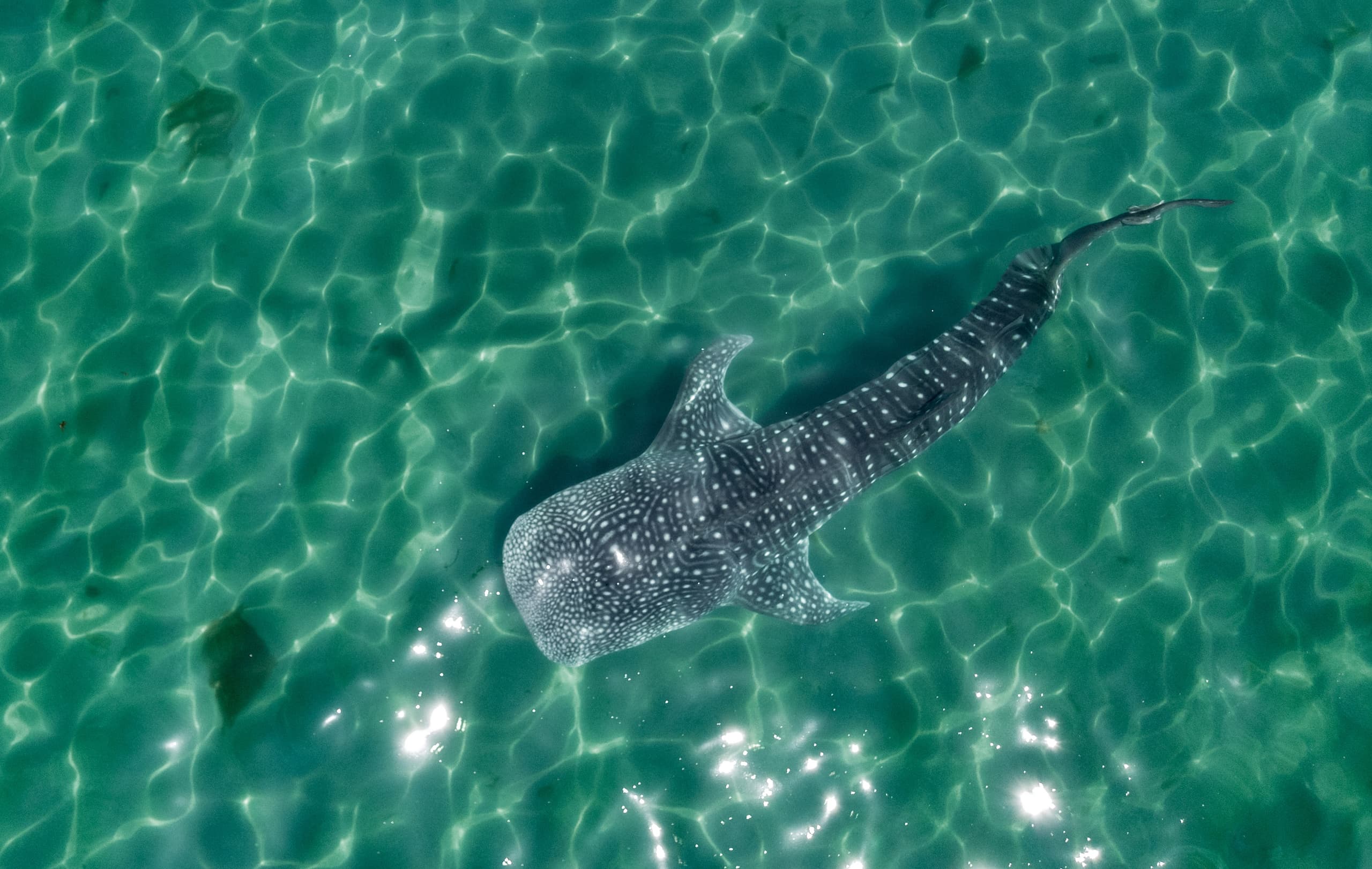 Whale shark swimming near surface in clear turquoise water