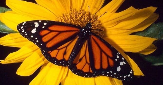 Monarch butterfly perched on yellow flower at Maui garden