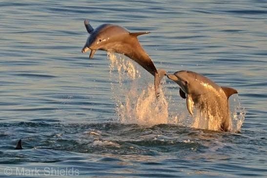 Dolphins & Wildlife Tour in Beaufort, NC — 90-Minute Coastal Cruise photo 1