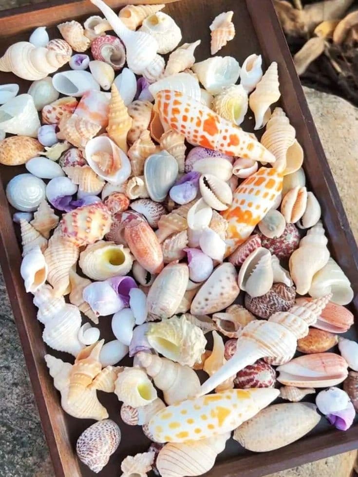 Explore Hidden Islands and Discover Rare Shells on the Unguided 6 Hour Shelling Tour in Naples, Florida