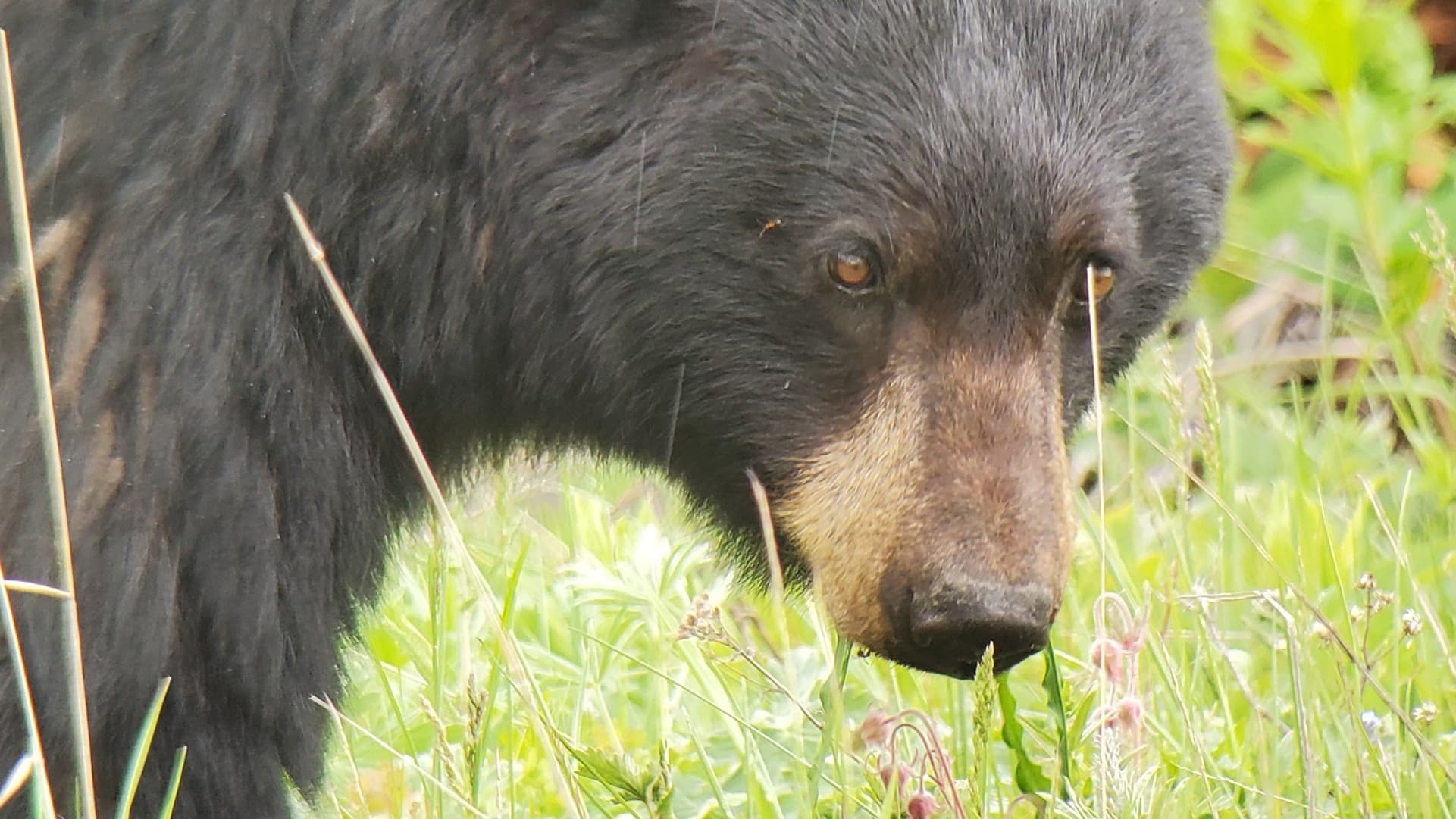 Black bear nose-close in wildflower meadow on wildlife tour