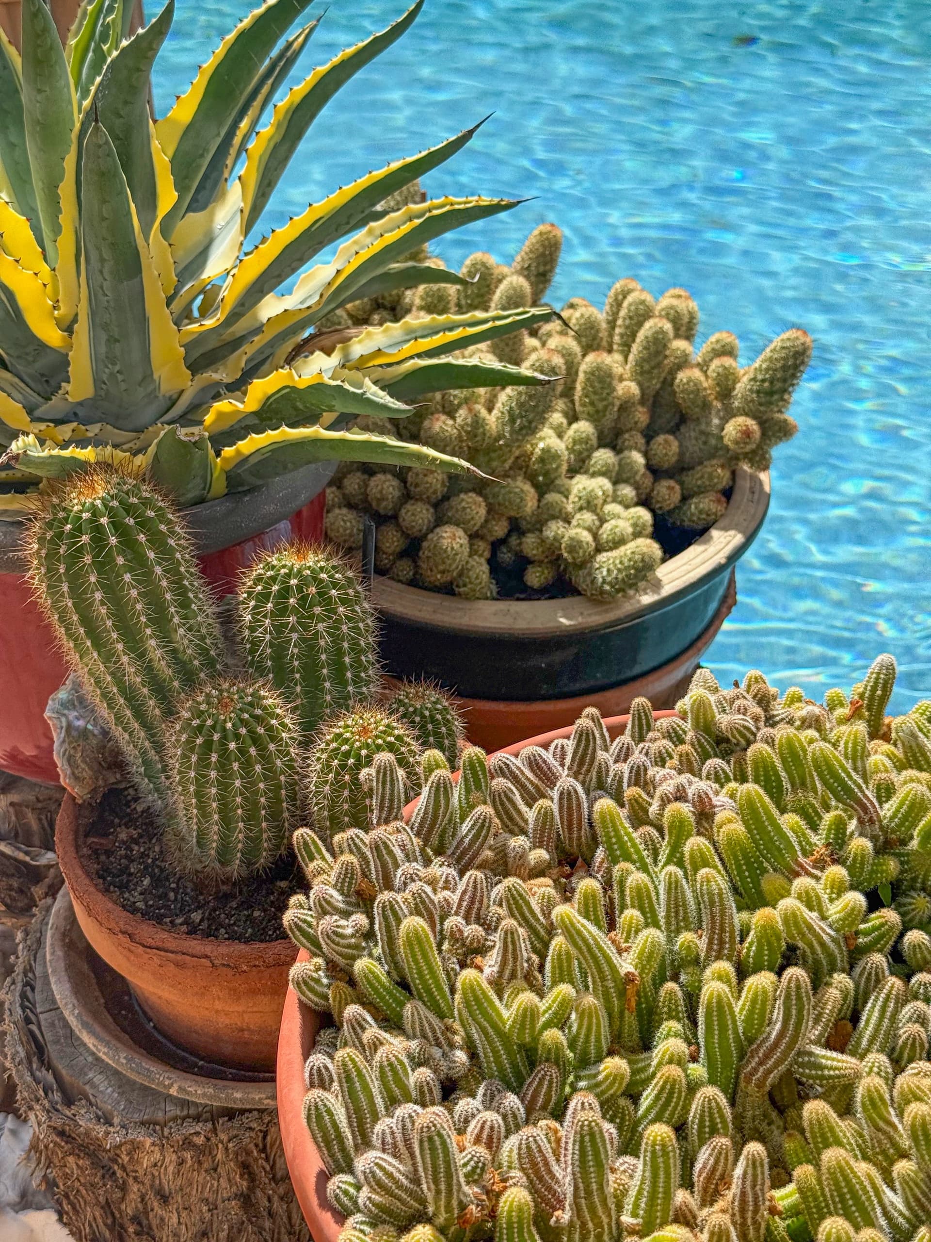 Explore Desert Autumn's Colors on the Boomerang Bloom Garden Tour in Las Vegas