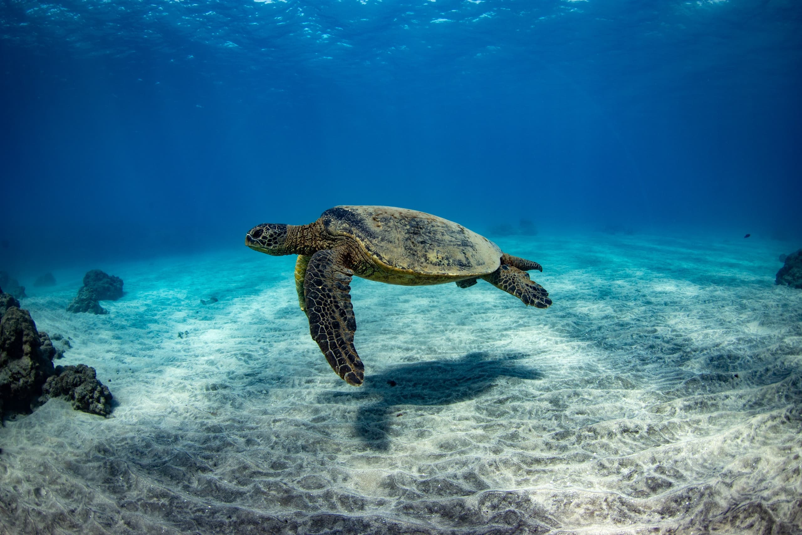 Water Activities with Teralani Sailing Adventures in Maui