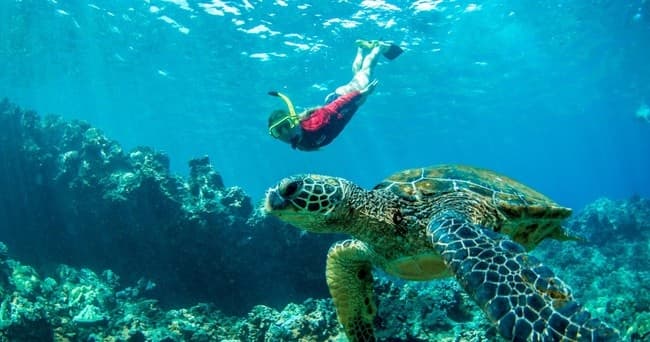 Glide with Sea Turtles: Aqualani Aqua Gliders on Wailea Coast photo 1