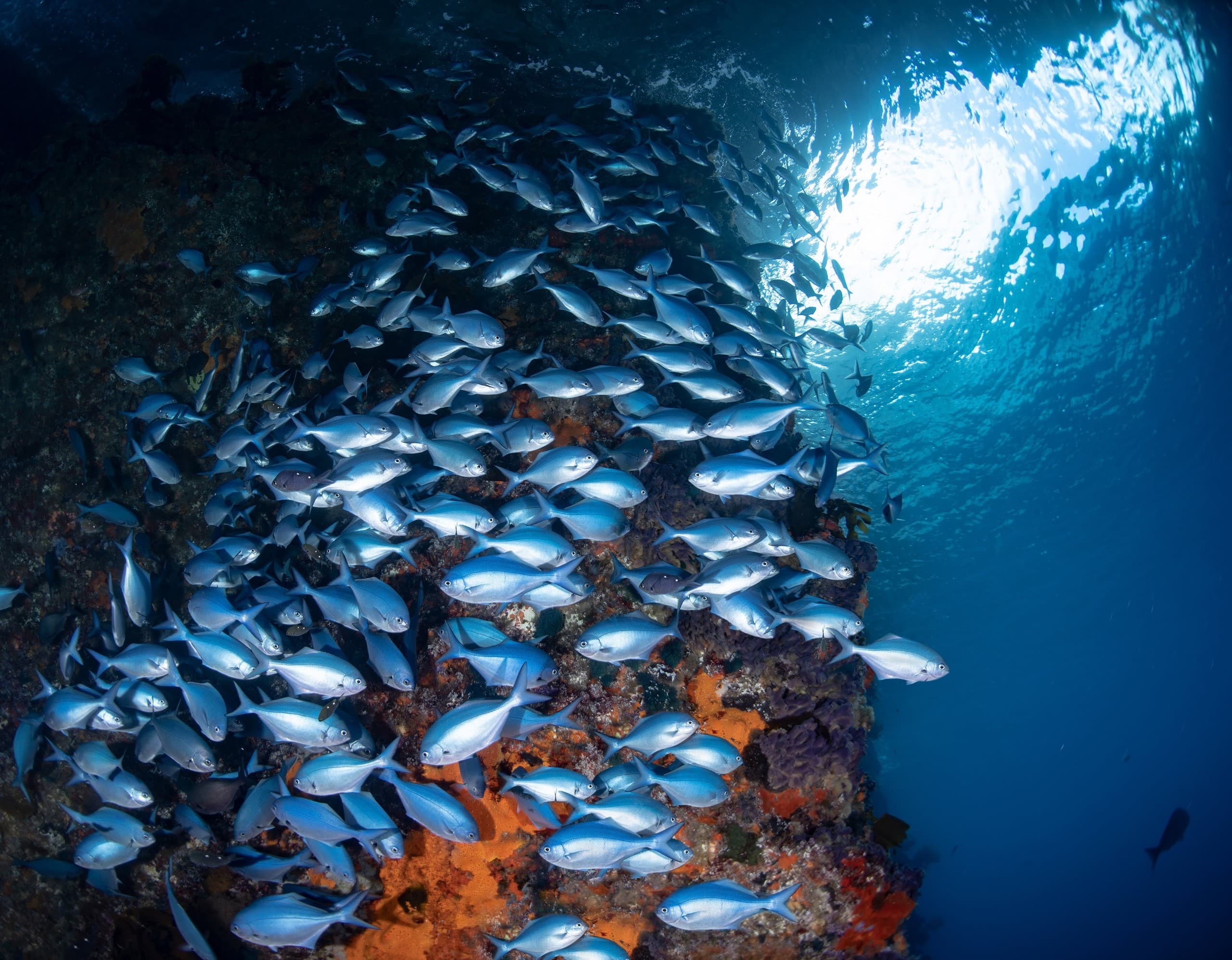 First Breath at Poor Knights: Discover Scuba Dive from Tutukaka photo 2