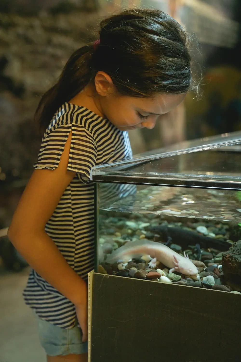 Hands-On Axolotl Adventures at Home & Harvest with BeckAndJo'slotls photo 1