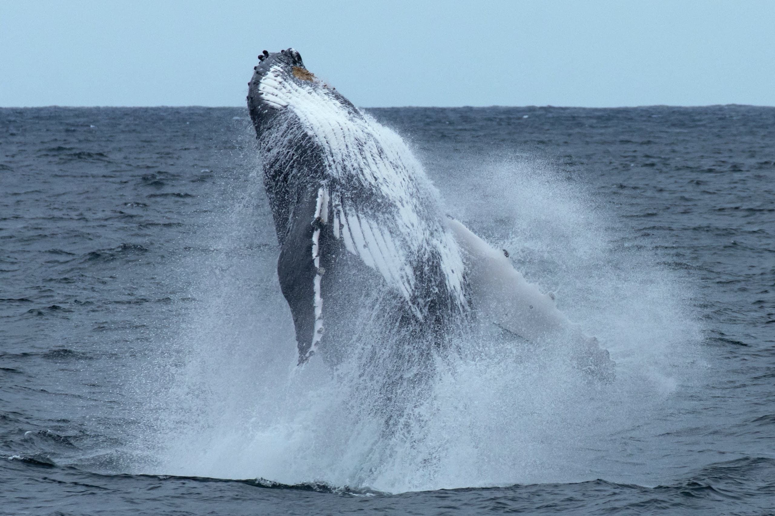 Whale Watching Tour | Alana Kai