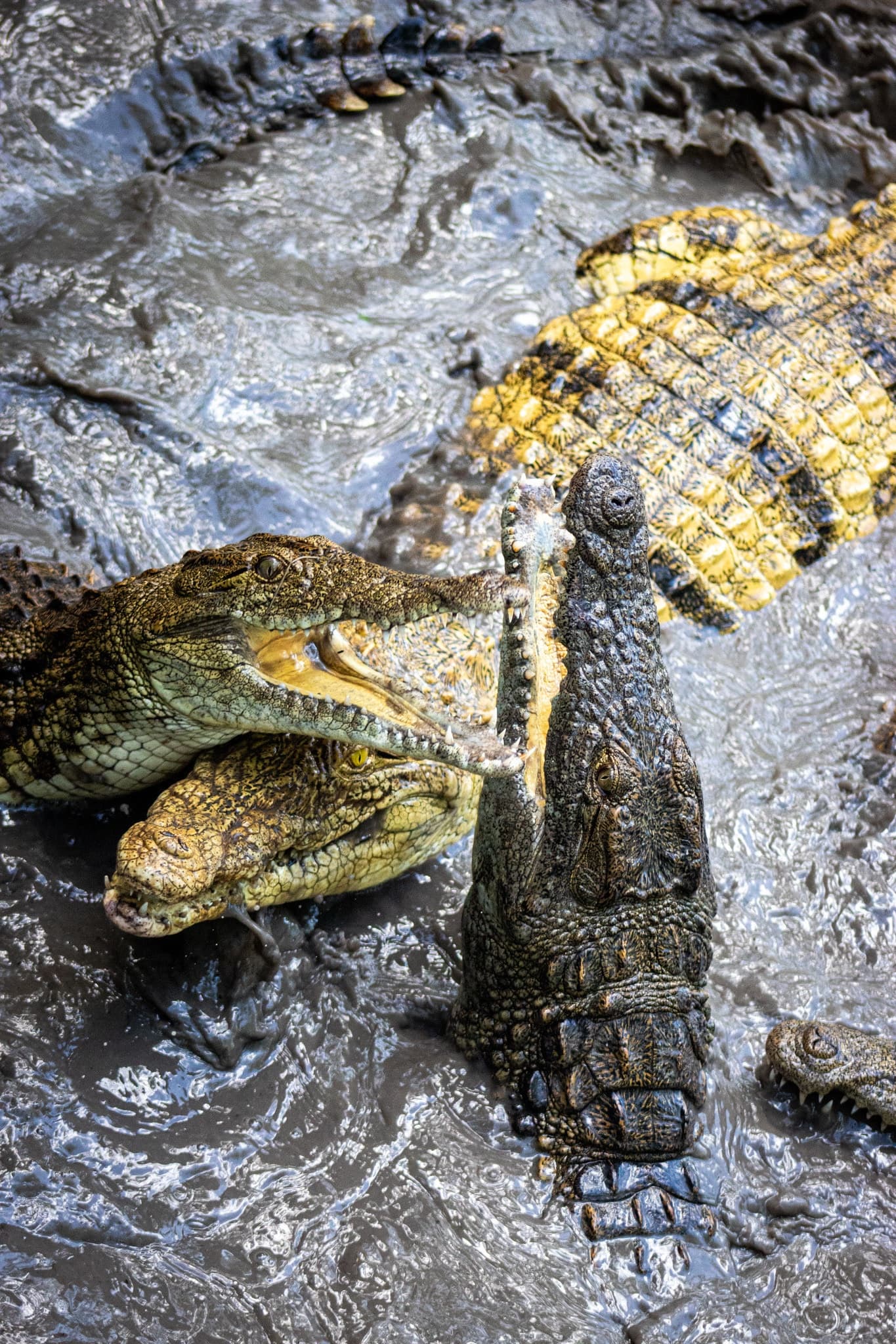 Wildlife & Nature Summer Tour at Crocodile Encounter