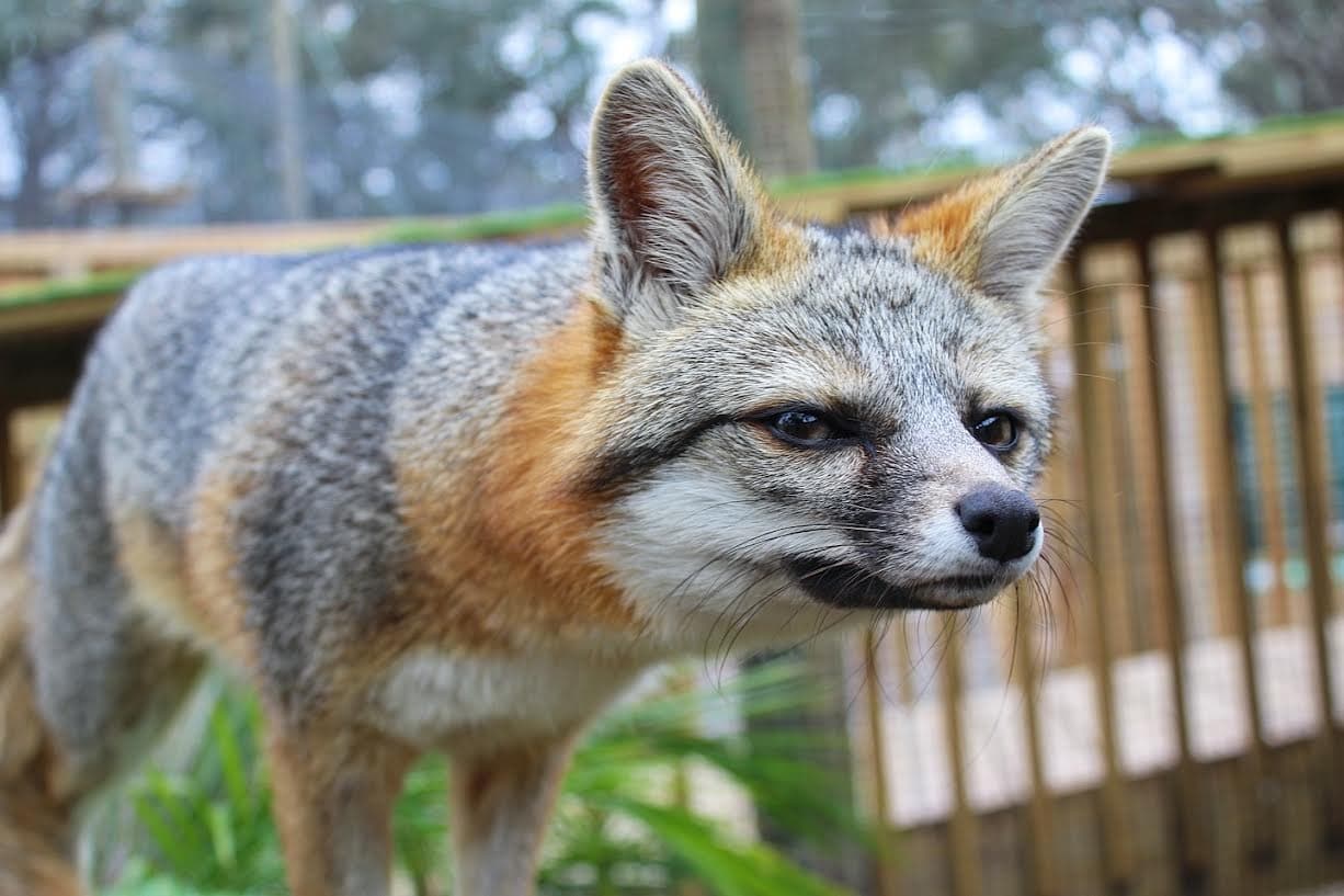 North Florida Wildlife Center fleet