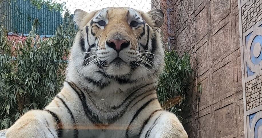 Tiger Meet & Feed Adventure in Houston, TX
