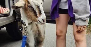 Goat Strolls: Leashed Goat Walks with Views of Narragansett Bay