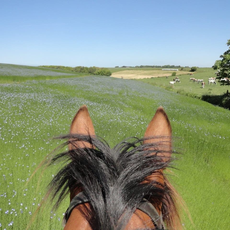 Horseback Riding Adventure at Centre Equestre les Centaures