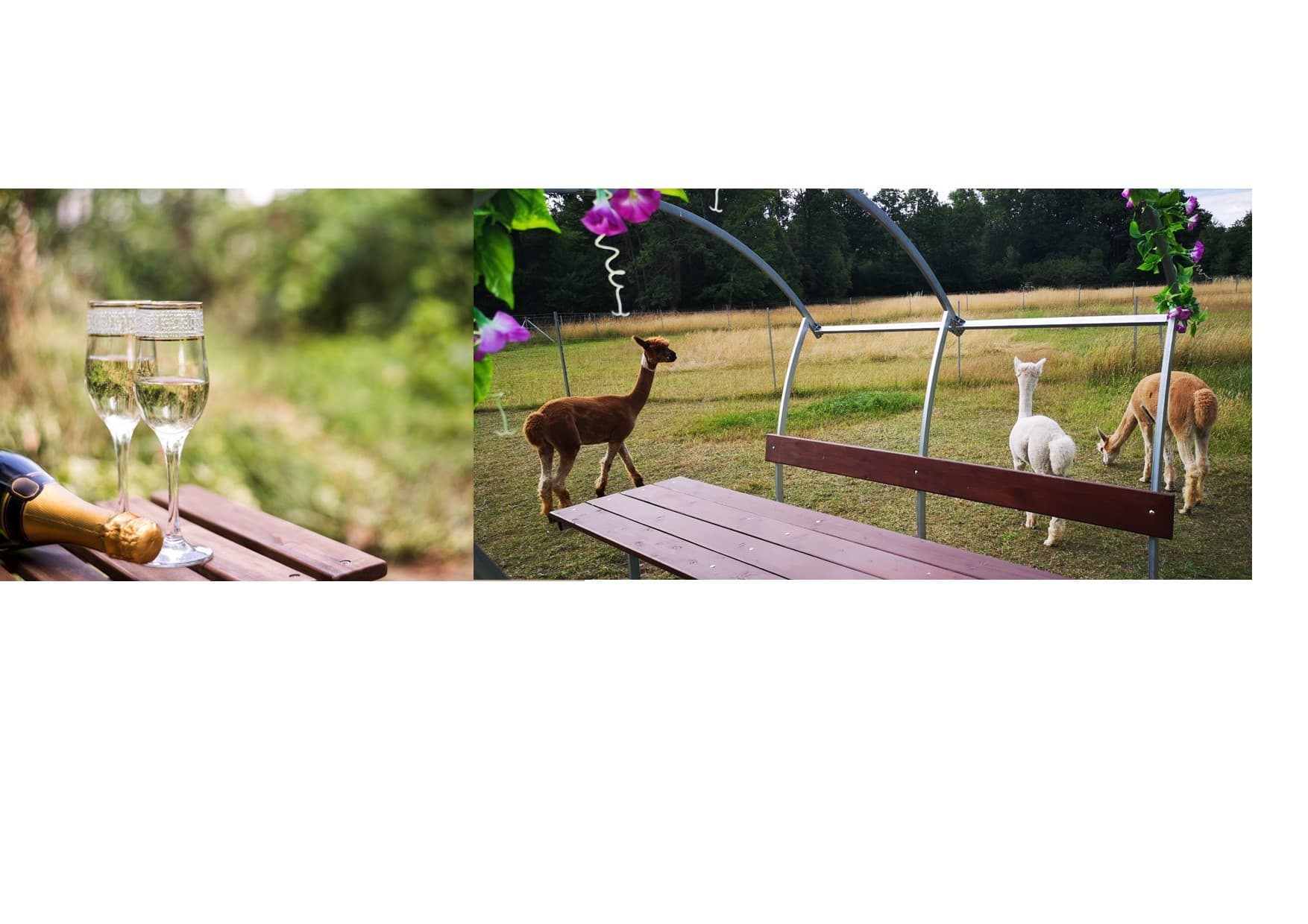 Wildlife & Nature Experience with Teuto-Alpakas in Germany