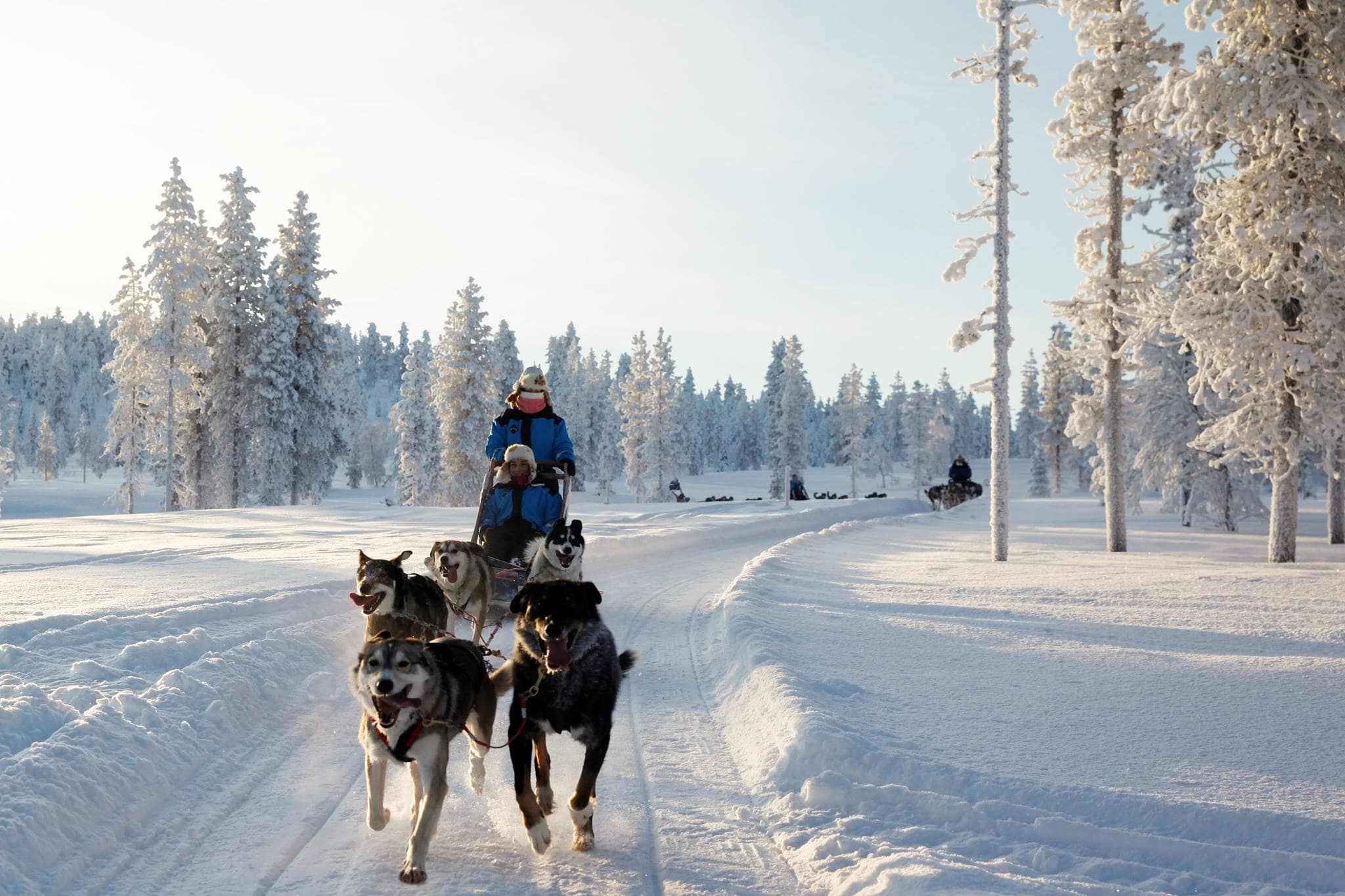 Thrilling 2.5 Hour Husky Safari Adventure in Finnish Lapland