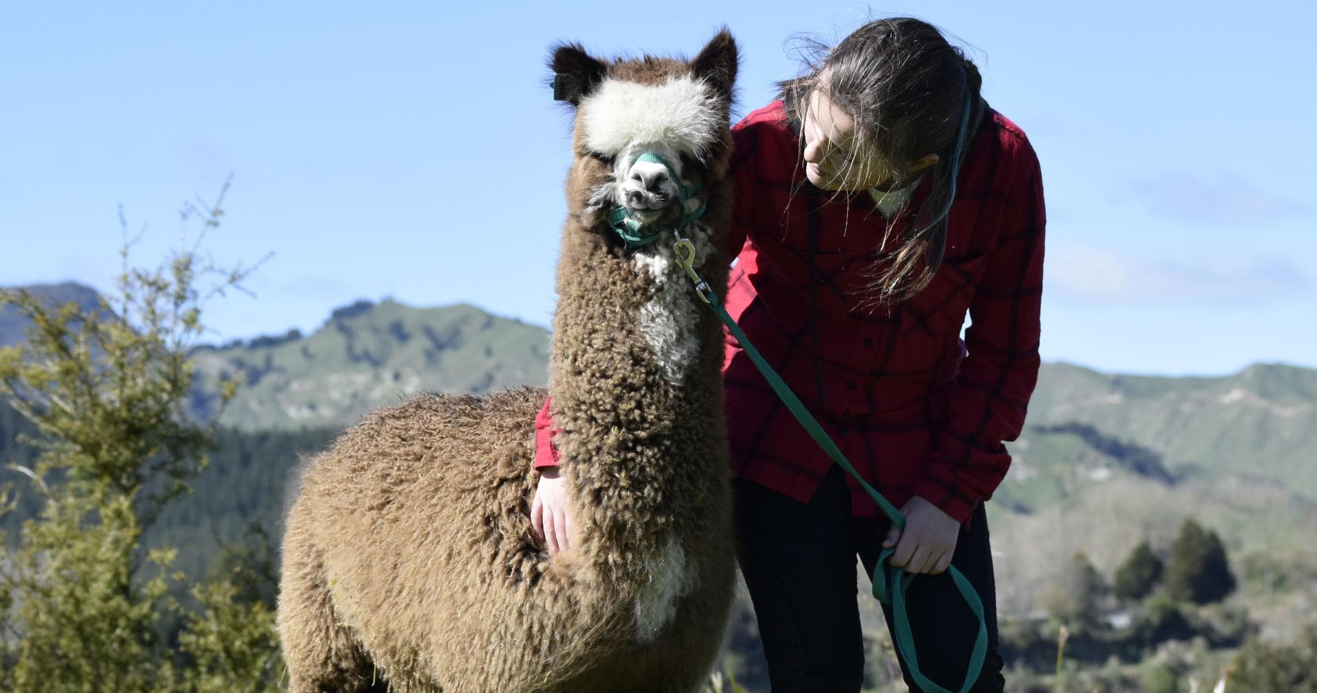 Up Close with Alpacas at Nevalea Alpacas, Taumarunui