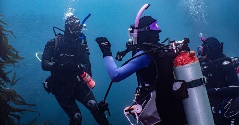 ReActivate SCUBA Refresher at Catalina Divers Supply: 3-Hour Kelp Forest Reset in Avalon