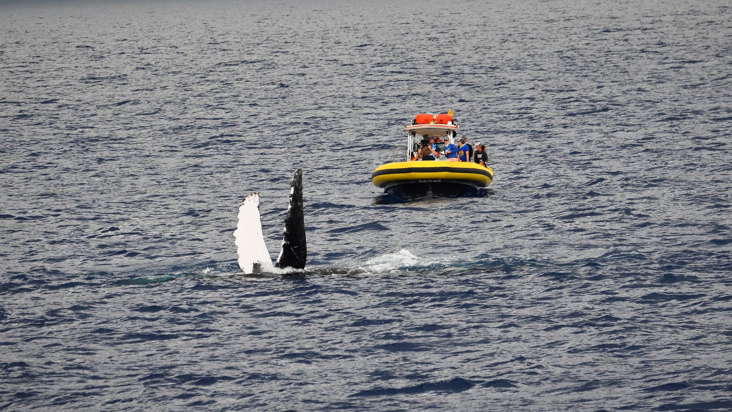 Whale Watching with Dive Maui in Lahaina