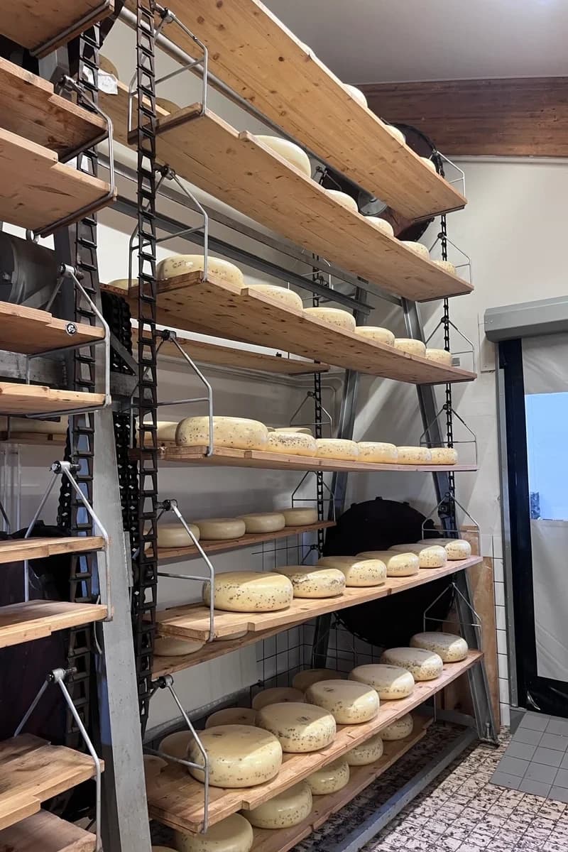 Land Adventures at Dutch Finesse: Cheese & Windmills Tour
