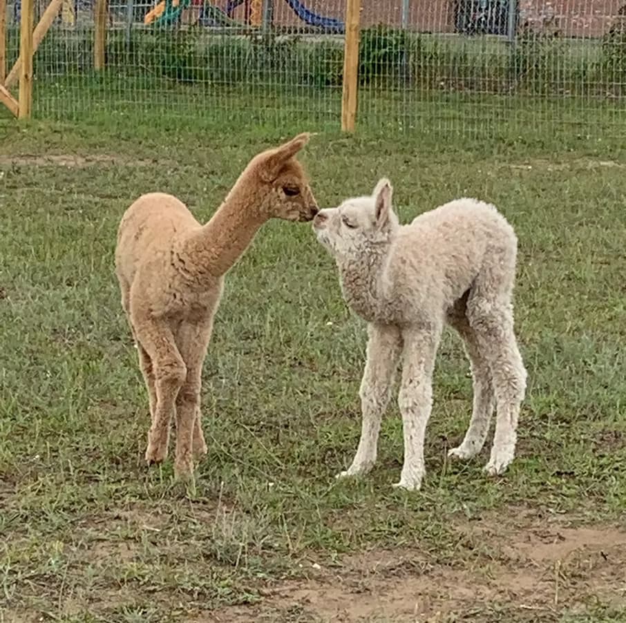 Two young alpacas nuzzling on open grassy farm enclosure