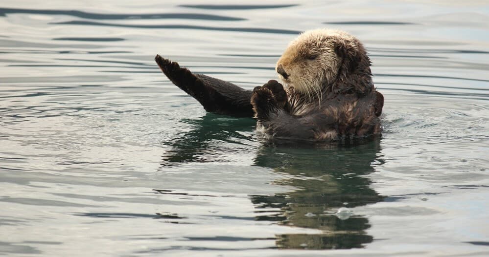 Wildlife Viewing with Seabird Ventures in Homer, Alaska
