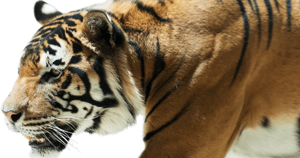 Wildlife Viewing & Conservation at Awesome Roarsome Tour