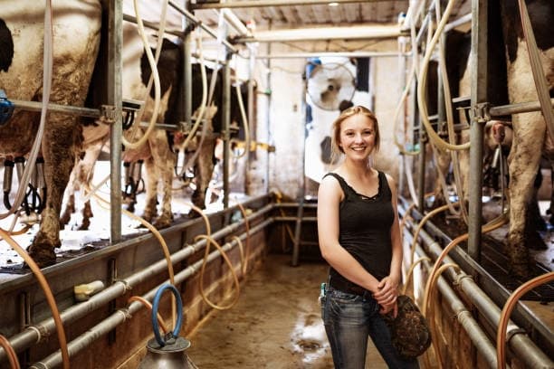 Hands-On Dairy Farming: Milking Experience at Jigsaw Farm Near Cookstown