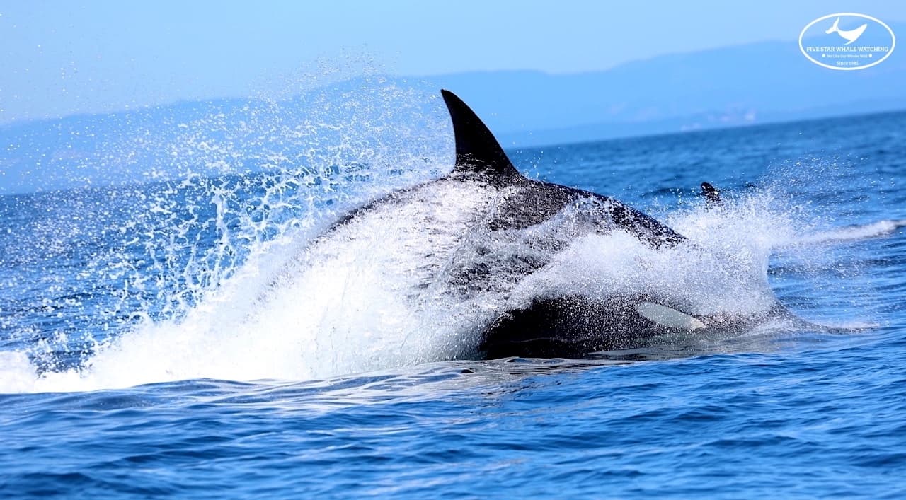 Five Star Whale Watching fleet