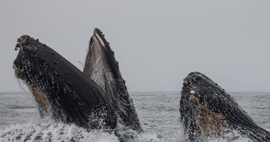 Twelve Hour Whale Watch Tour in Monterey Bay