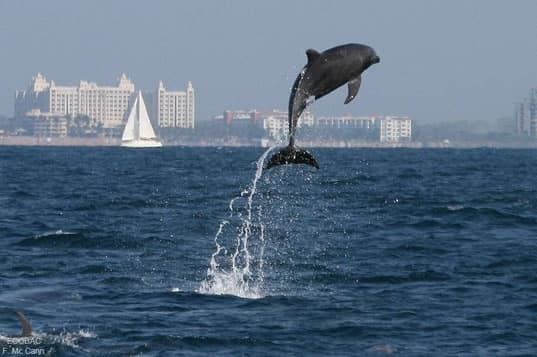 Explore Puerto Vallarta’s Vibrant Culture on a 7-Hour Guided City Tour