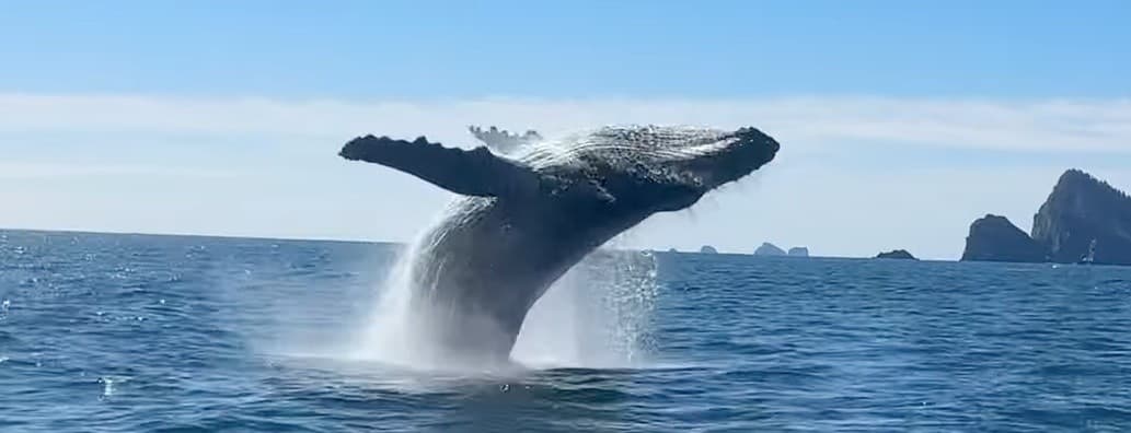 Private Hewescraft Wildlife Charter From Seward: Glacier, Whales & Puffins photo 4