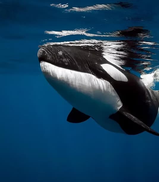 Juneau Whale Watch Adventure: Experience Alaska’s Giants