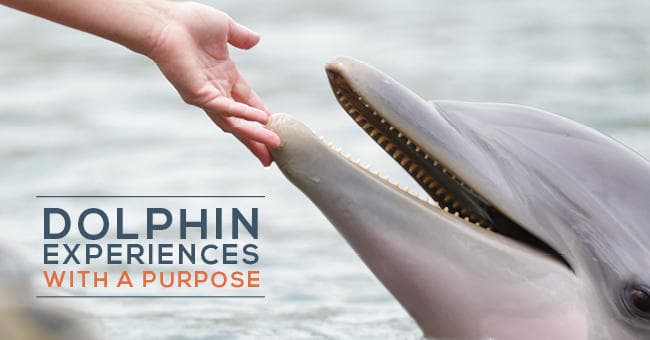 Trainer hand touching dolphin at dock during outdoor interaction