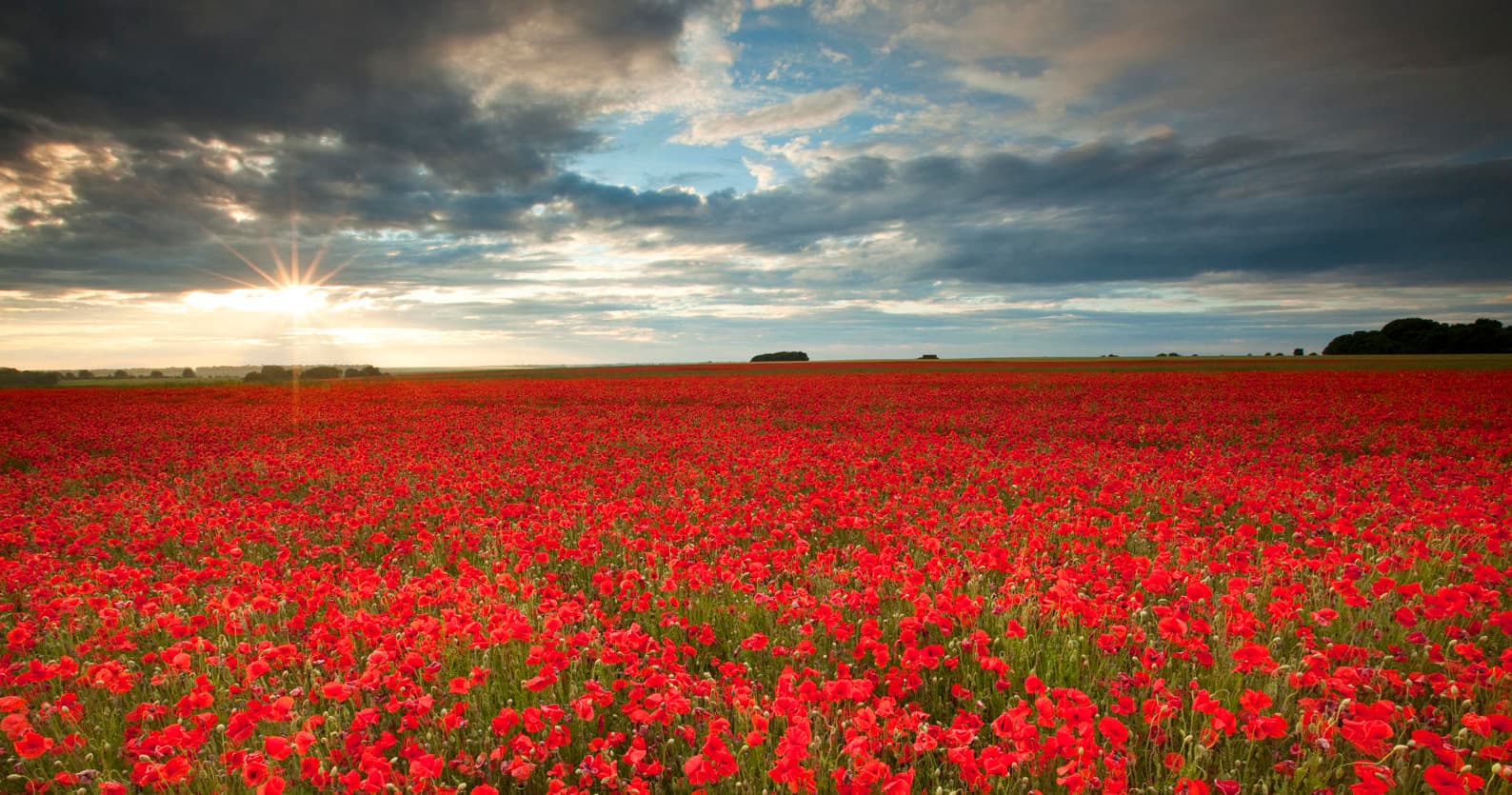 Sunlit poppy field at sunset on expansive Salisbury Plain
