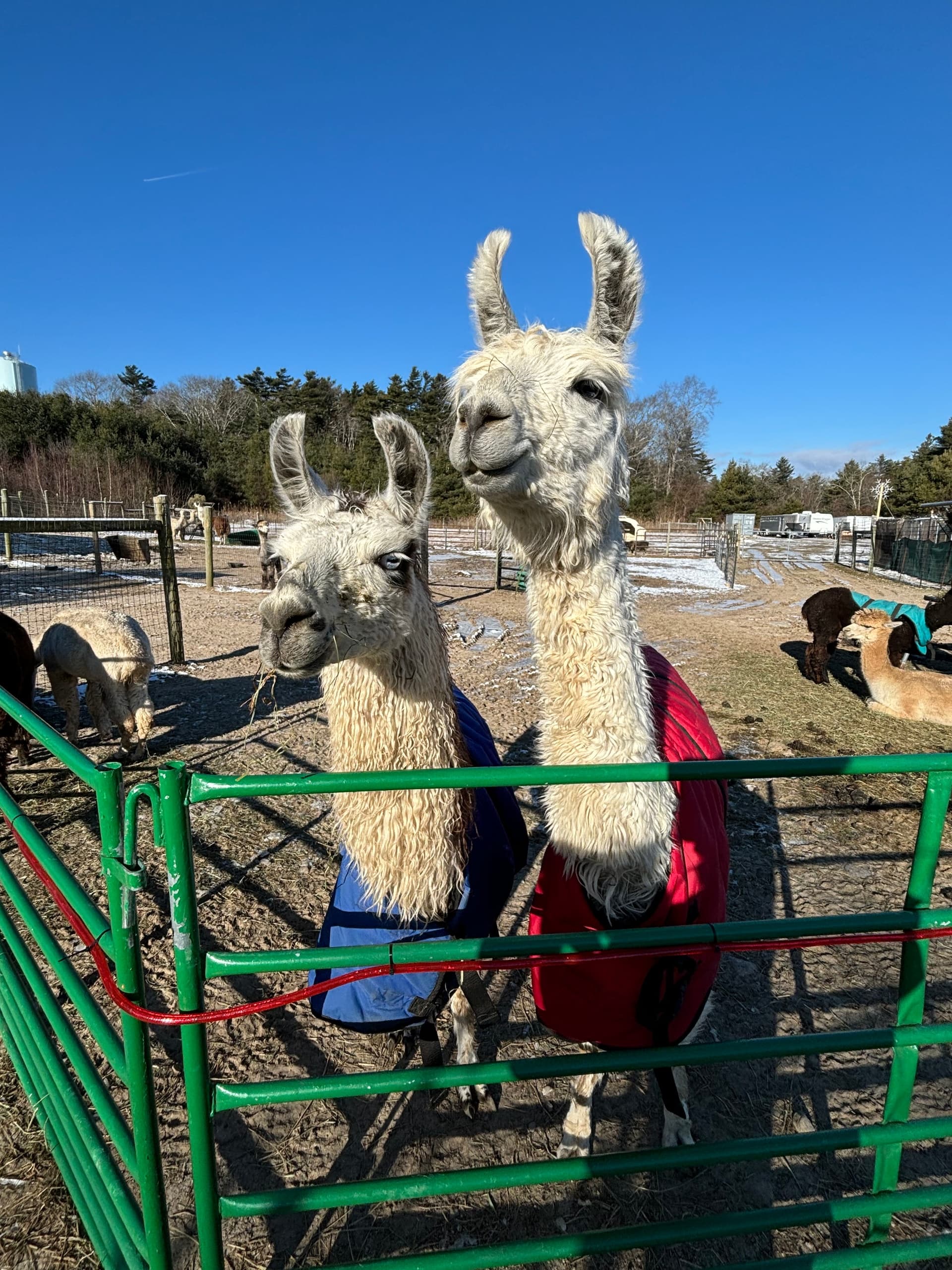 Meet the Herd: Open Barnyard at Pine Meadows, Mattapoisett